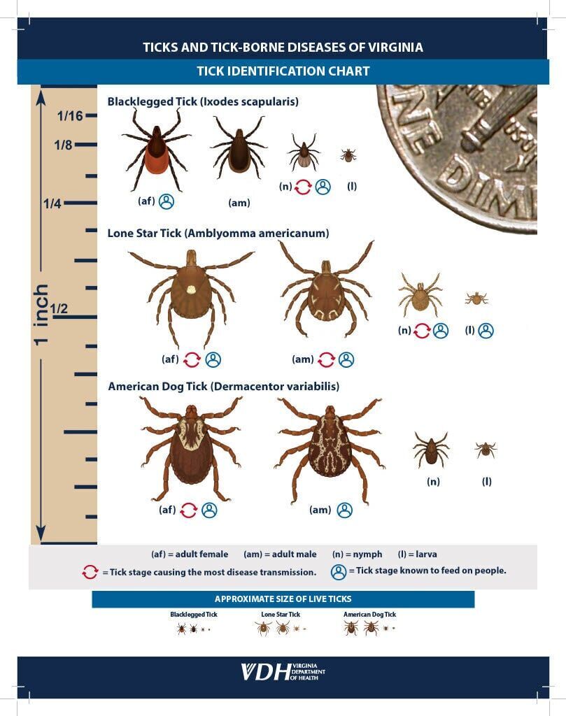 Tick Identification chart.